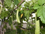 绿色蔬菜