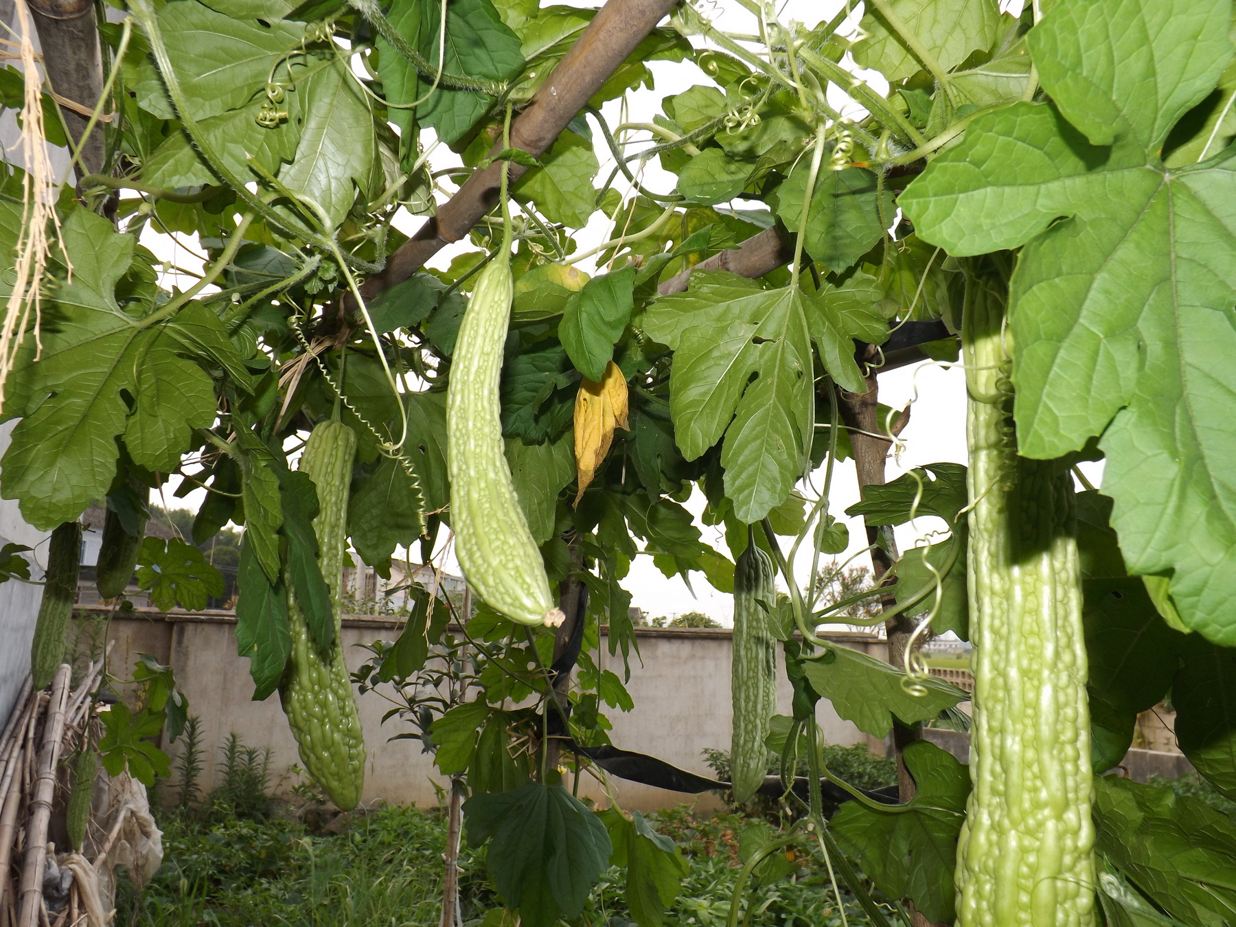 绿色蔬菜